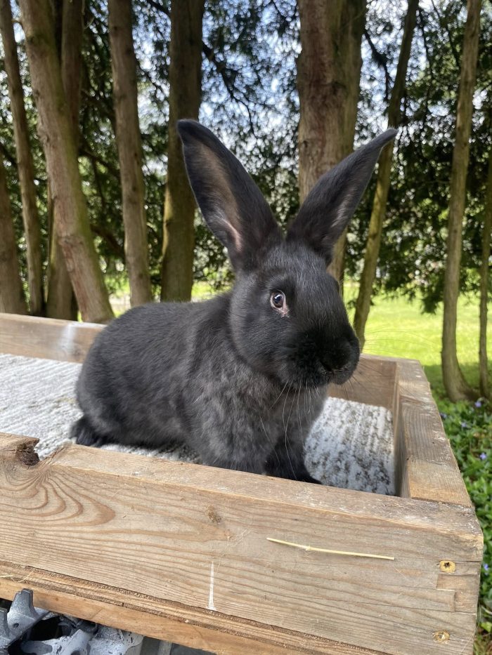Flemish Giant