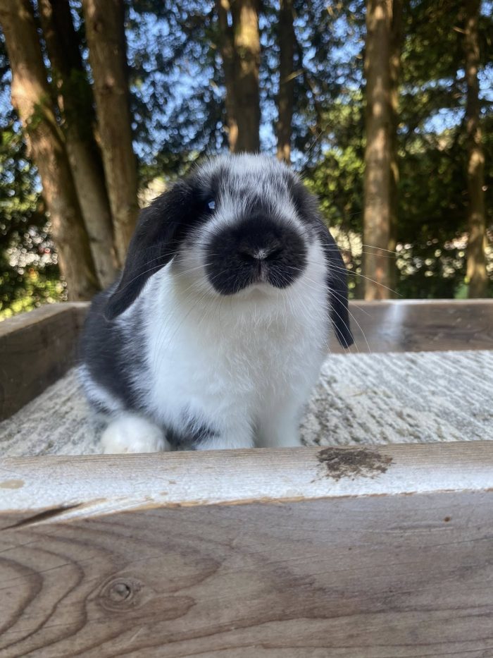 Broken Black Holland Lop